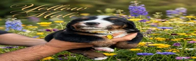 Bernese Mountain Dog 4