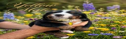 Bernese Mountain Dog dogs for sale: Bernese mountain Puppy  - Advert 8