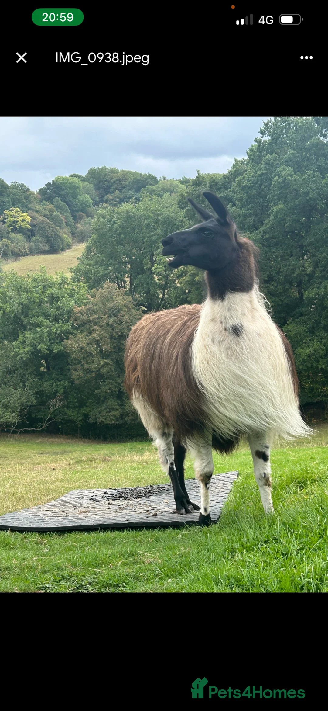 Llama livestock for sale: Gorgeous male llama Pablo - Advert 2