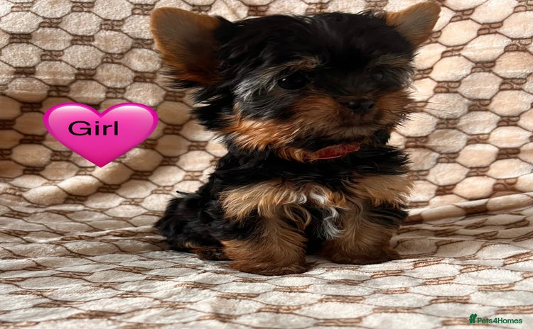 Yorkshire Terrier dogs - Advert 3