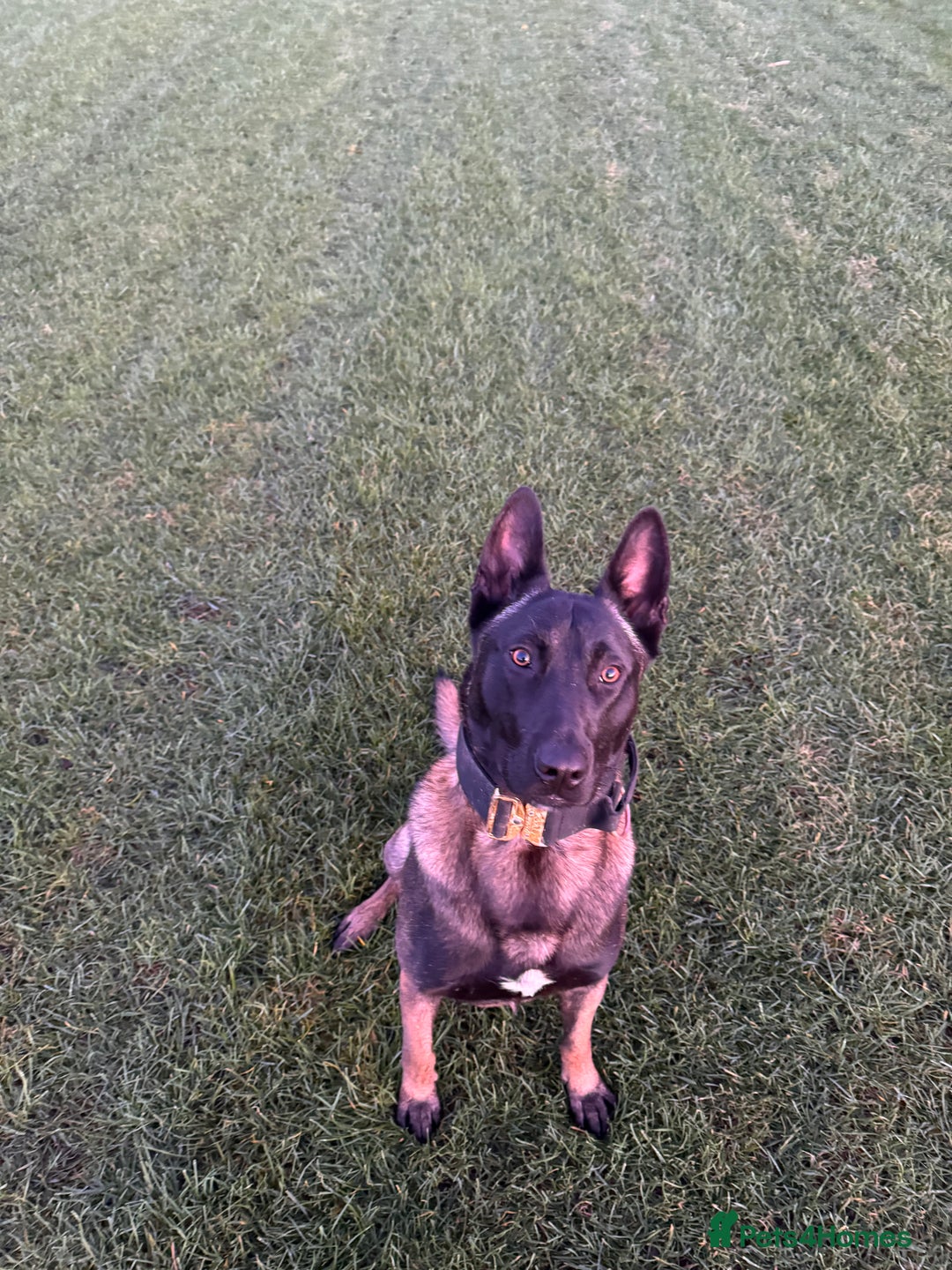 Belgian Shepherd Dog dogs for stud: Belgian malinois  - Advert 2