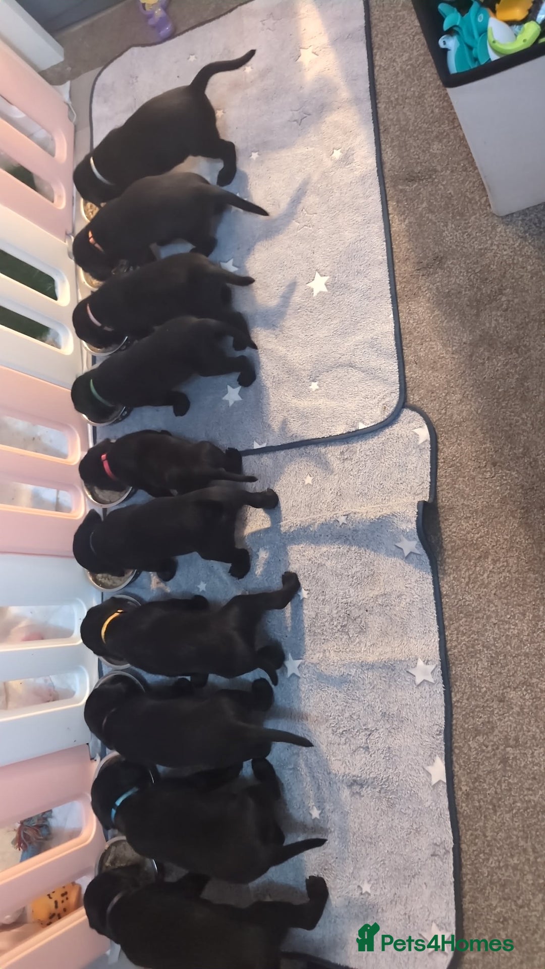 Labrador Retriever dogs for sale: Labrador puppys - Image 7