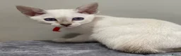 Siamese cats for sale: GCCF Registered Traditional Siamese Kittens.  - Advert 14