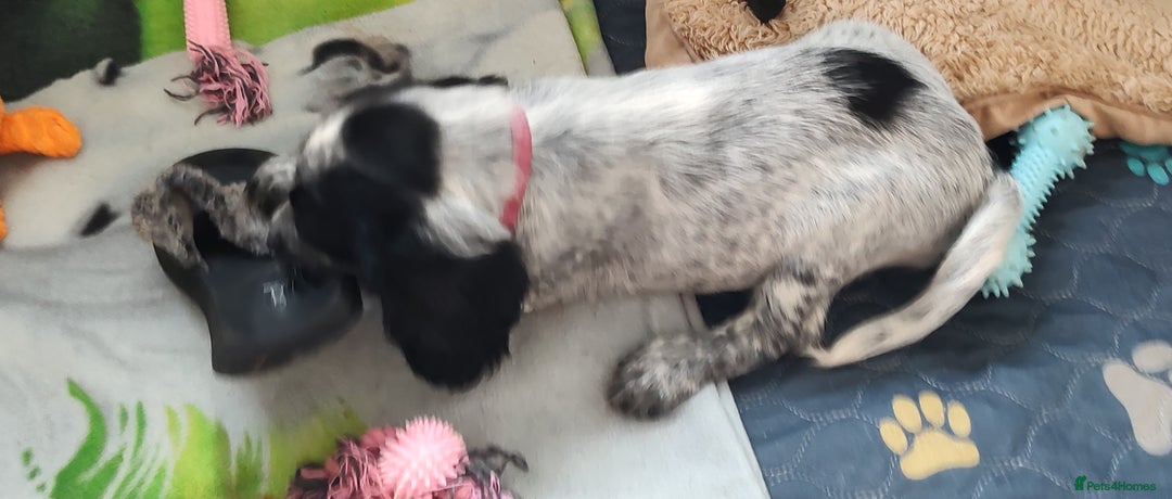 Sprocker dogs for sale: STRIKING SPROCKER SPANIEL PUPPIES  - Image 16