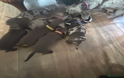 Miniature Dachshund dogs for sale: Miniature Dachshund Puppies - Image 12