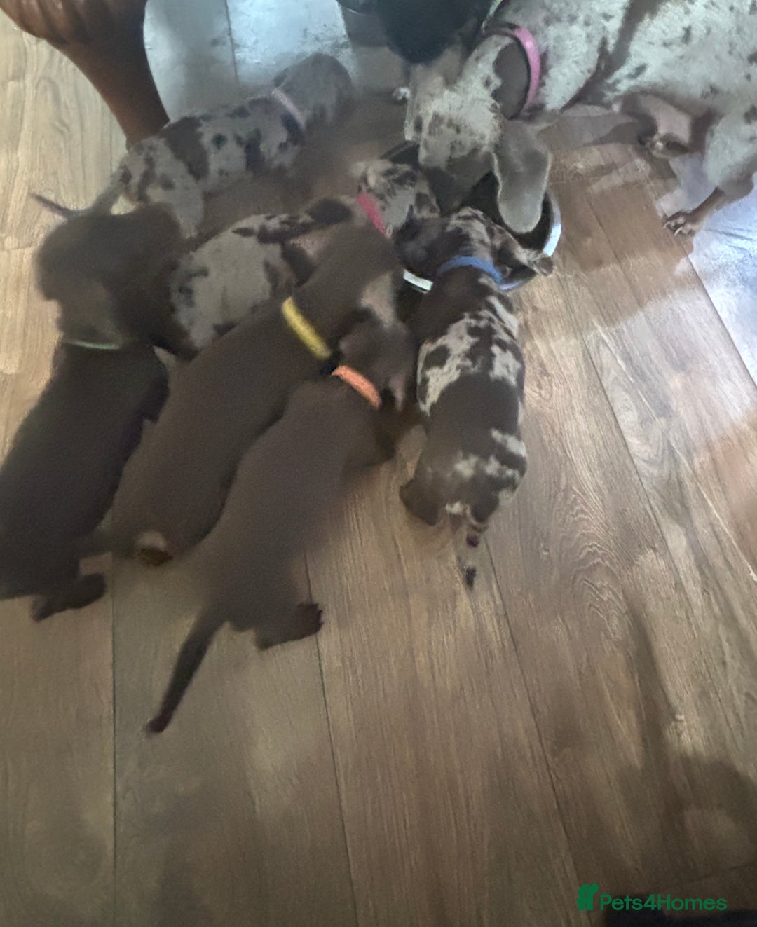 Miniature Dachshund dogs for sale: Miniature Dachshund Puppies - Image 12