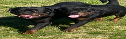 Rottweiler dogs for stud: Stunning KC male Rottweiler for stud  - Advert 2