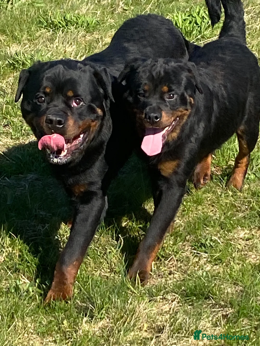 Rottweiler dogs for stud: Stunning KC male Rottweiler for stud  - Advert 2