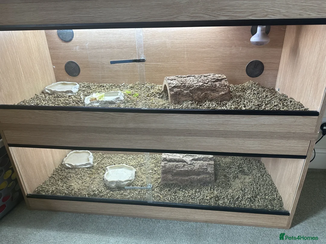 Tortoise reptiles for sale: Dolly - Female horsefield tortoise - Advert 2