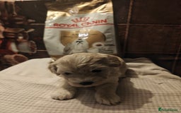 Mixed Breed dogs for sale: Bichon  - Image 3