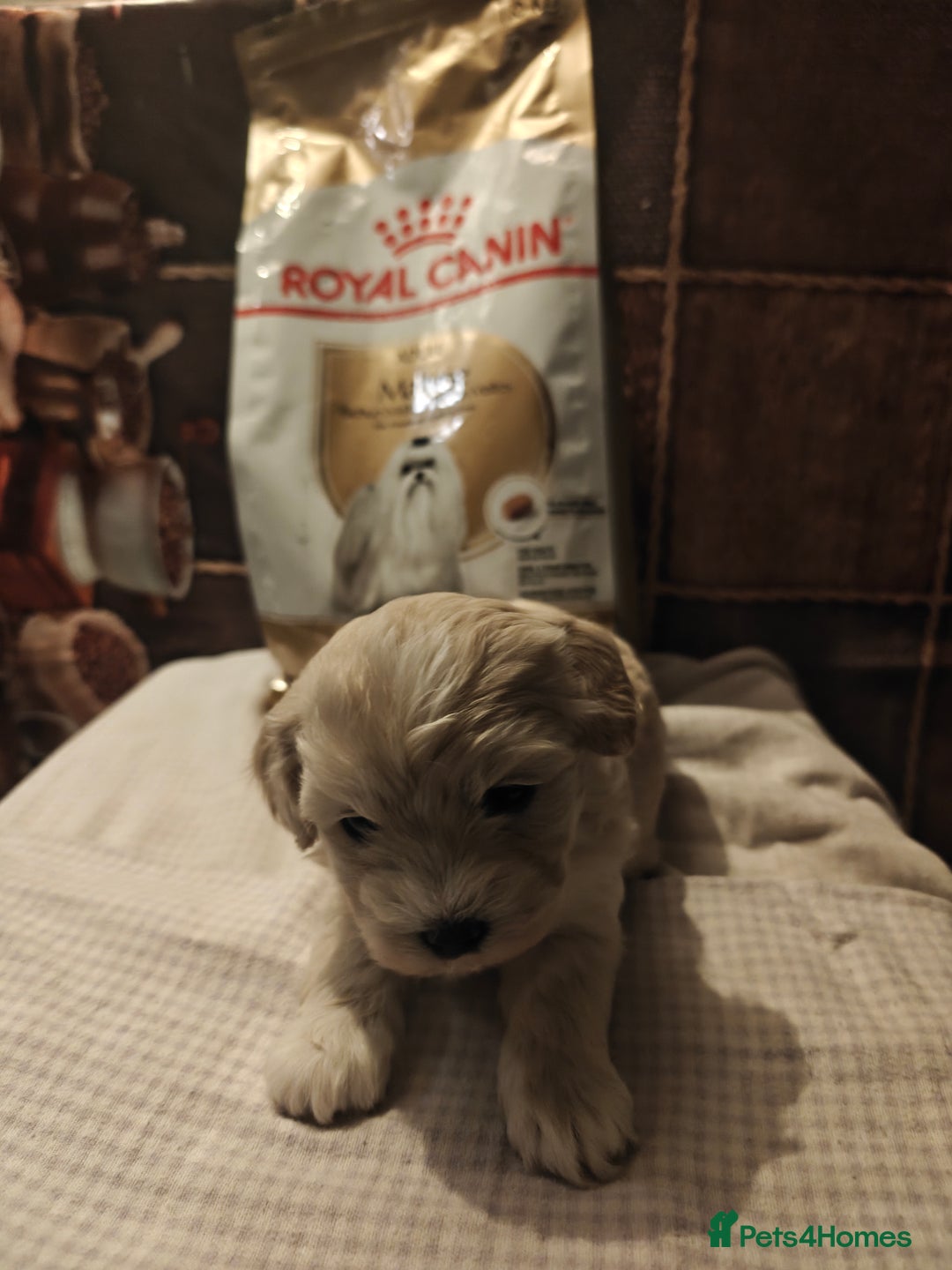 Mixed Breed dogs for sale: Bichon  - Image 3