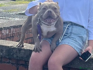 American Bully dogs Nano Bully - Advert 10