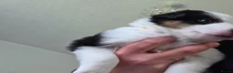 Border Collie dogs for sale: Border collie pups - Advert 20