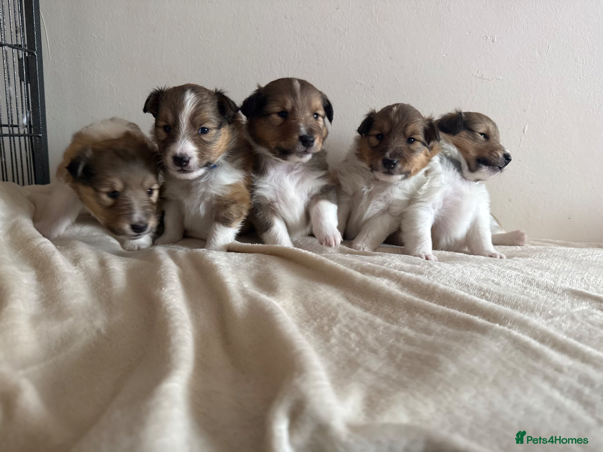 Shetland Sheepdog dogs Adorable Shetland Sheepdog Puppies - Advert 2