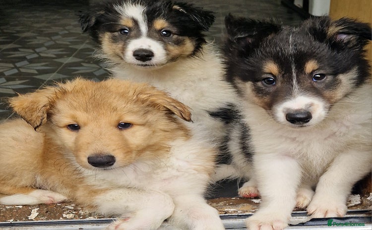 Mixed Breed dogs - Advert 2