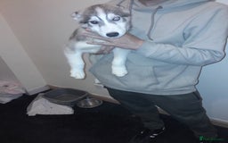 Siberian Husky dogs for sale: Husky Puppies Looking for Their Forever Homes!  - Image 6
