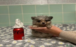 Pomeranian dogs for sale: Beautiful Pomeranian puppies  - Image 16