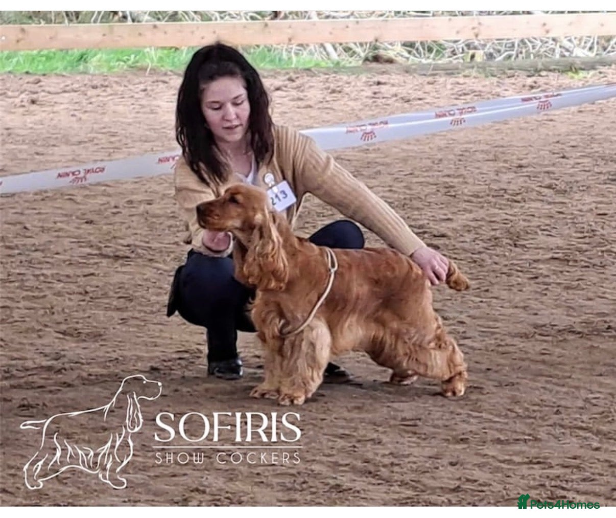 Cocker Spaniel dogs Italian stud dog  - Advert 1