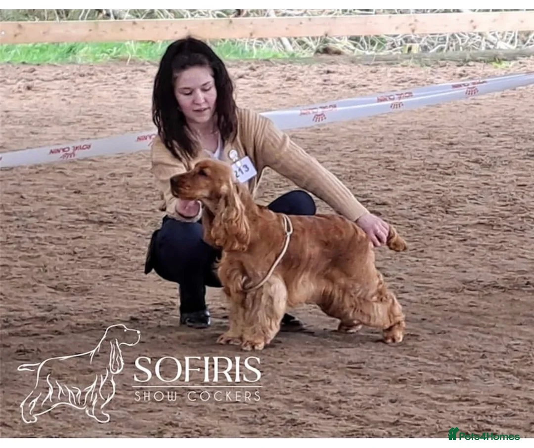 Cocker Spaniel dogs for stud: Italian stud dog  - Advert 2