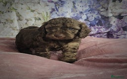 Cockapoo dogs for sale: sable & phantom & tri colour cockapoo puppies  - Image 11
