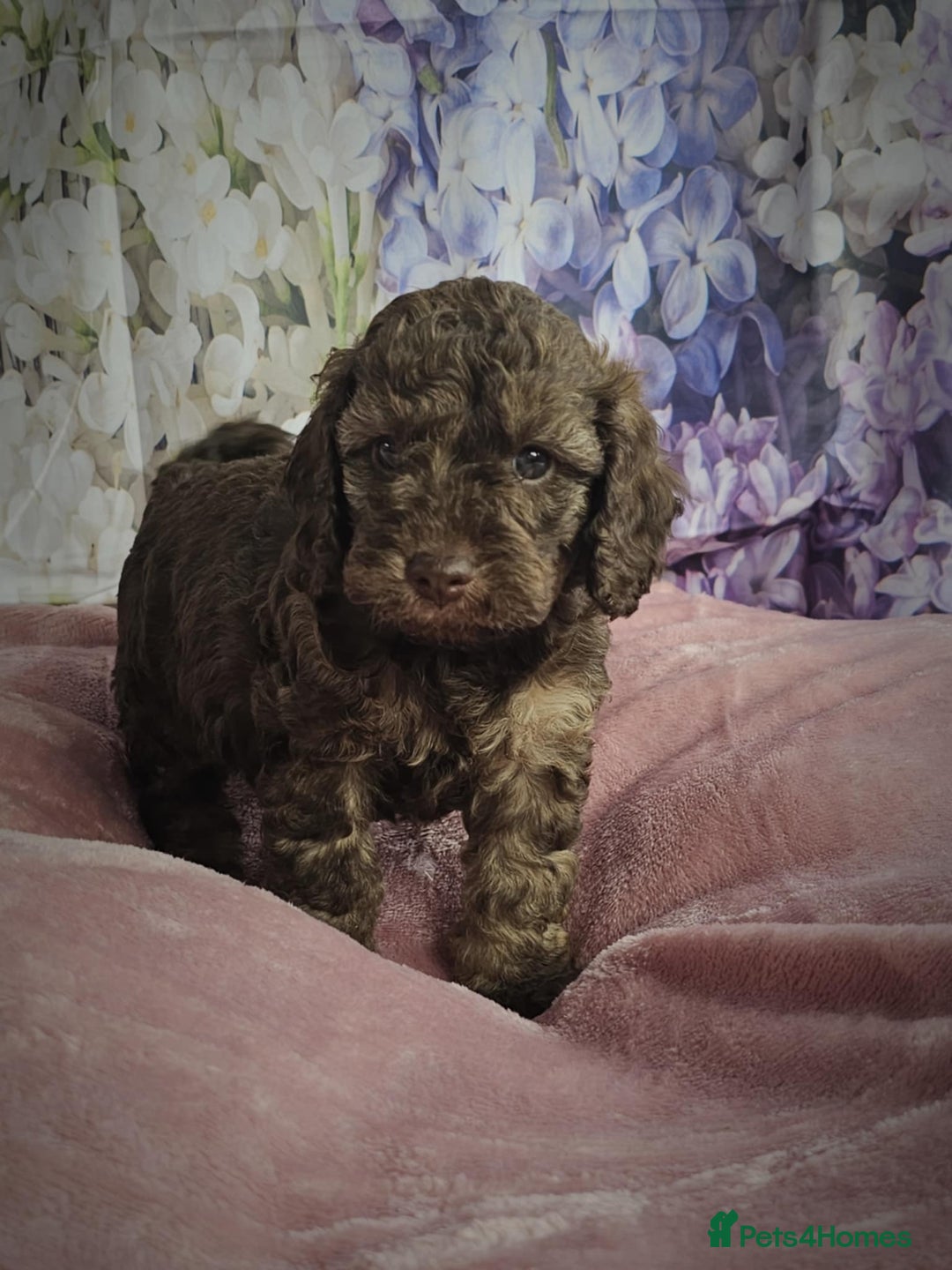 Cockapoo dogs for sale: sable & phantom & tri colour cockapoo puppies  - Image 11