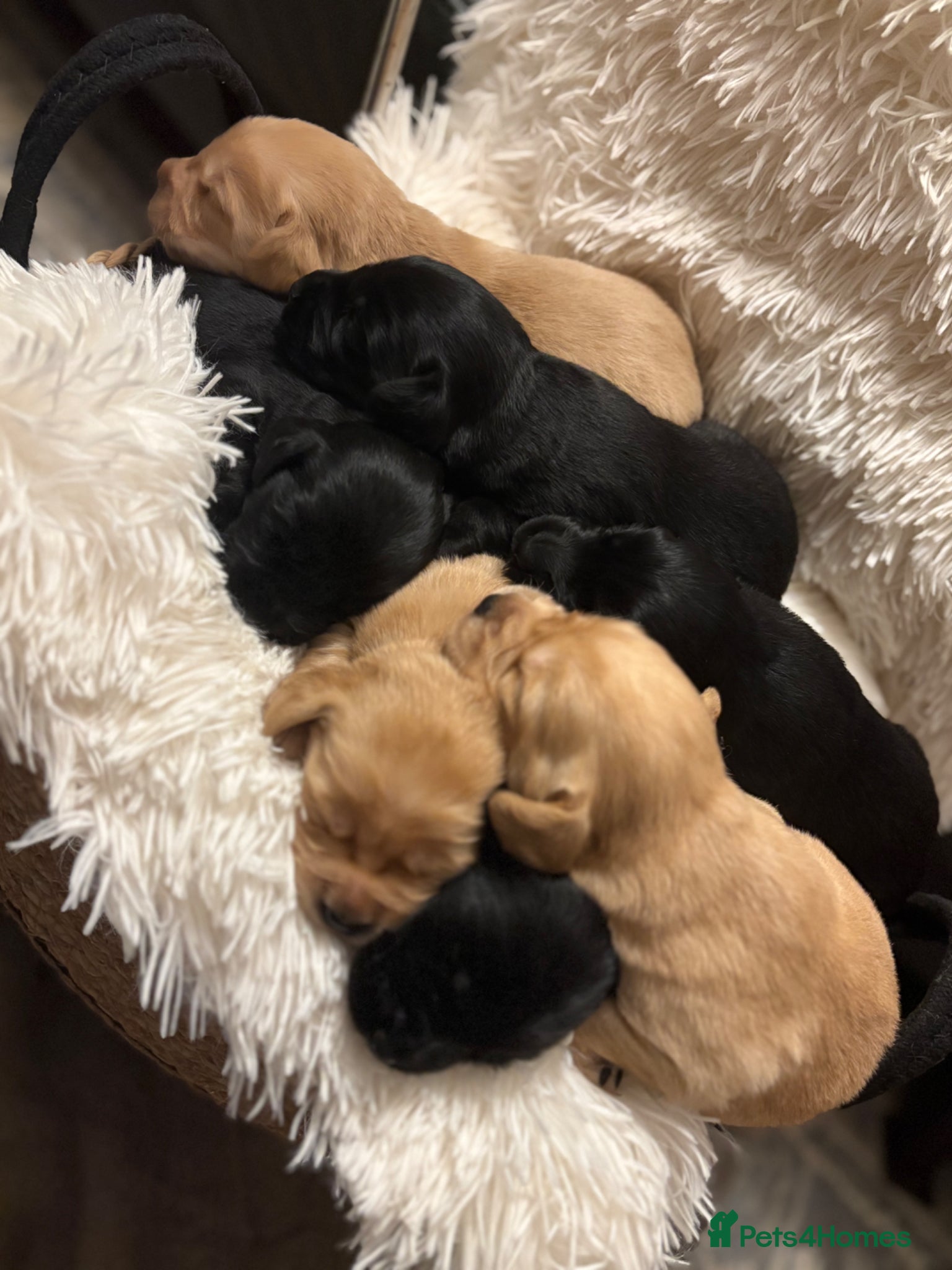 Cockerdor dogs Cockedor Puppies - Advert 4