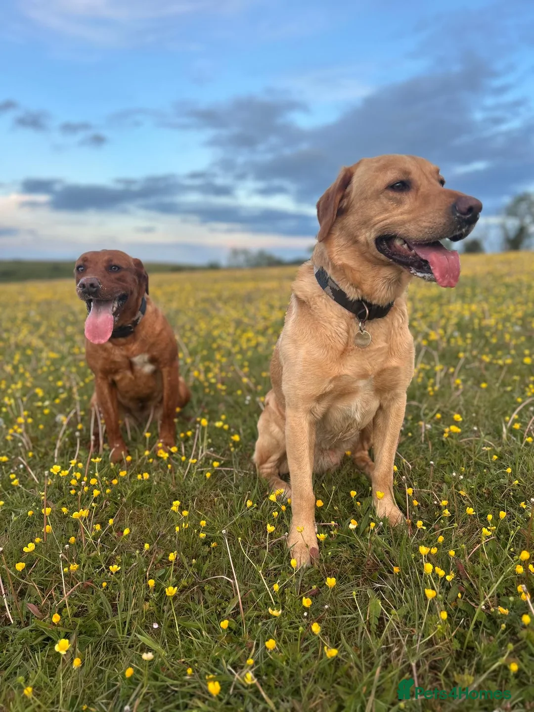 Labrador Retriever dogs for sale: Outstanding working kennel club puppies for sale in Cirencester - Advert 2