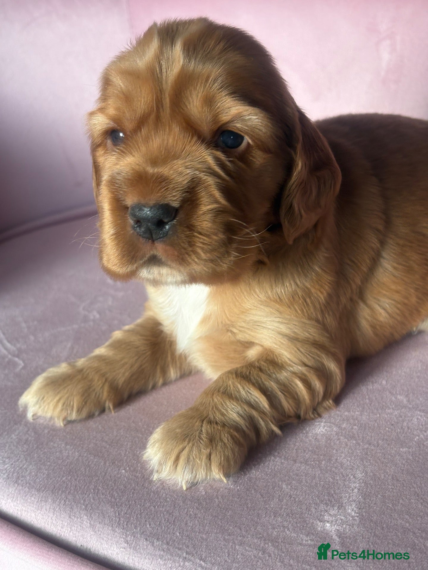Mixed Breed dogs RARE MINIGOLDEN RETRIEVERS/DAKOTA SPORT RETRIEVERS - Advert 1