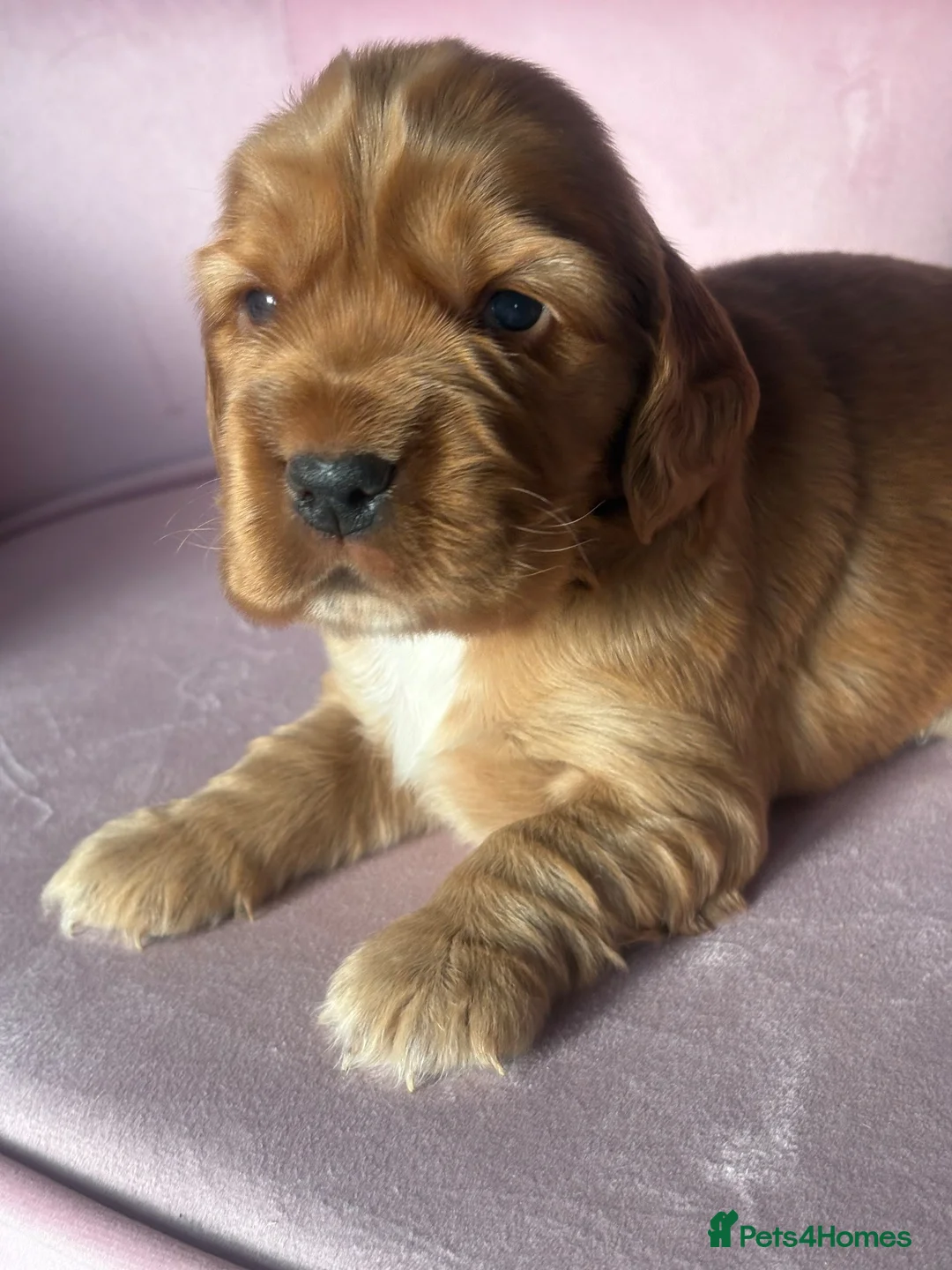 Mixed Breed dogs for sale: RARE MINIGOLDEN RETRIEVERS/DAKOTA SPORT RETRIEVERS - Advert 1
