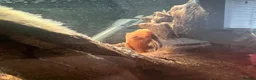 Tetras fish for sale: Tropical fish  - Advert 7