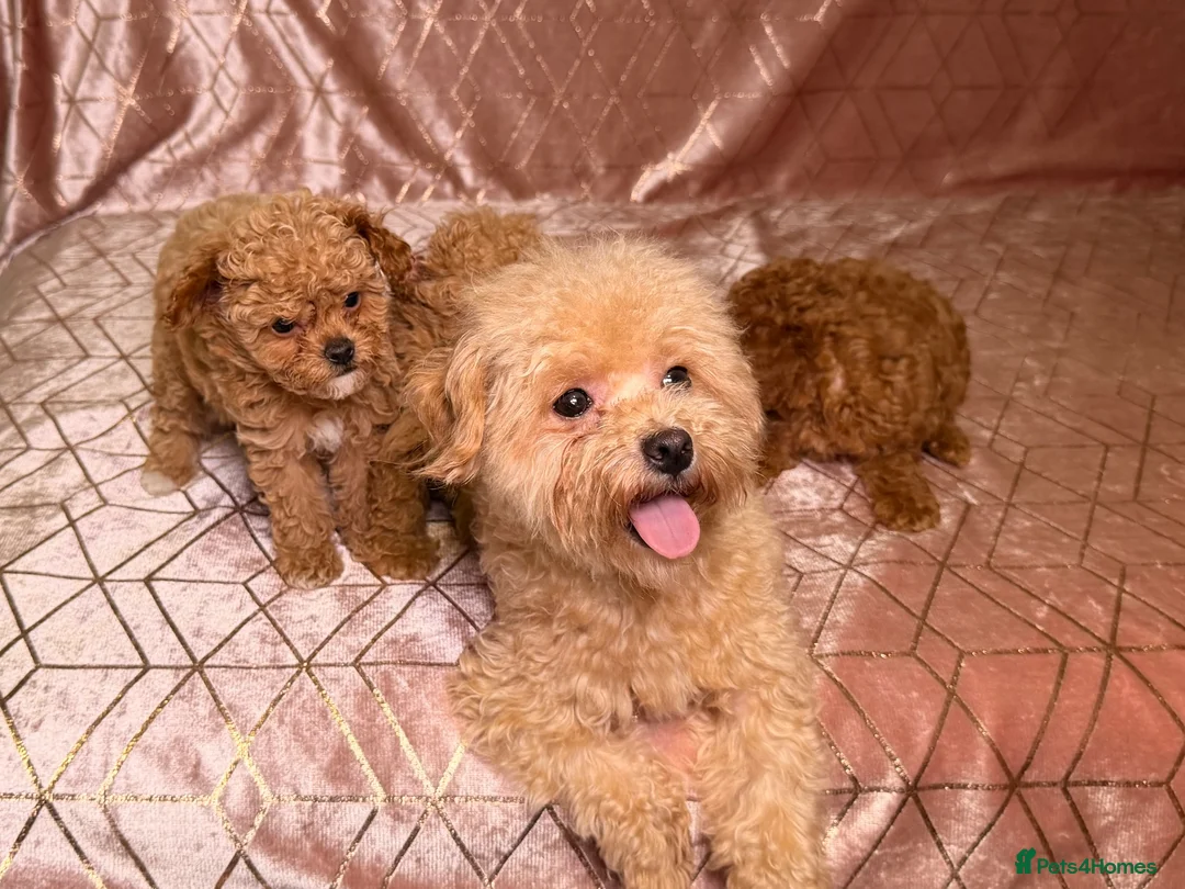 Maltipoo dogs for sale: ⭐️F1B Maltipoo⭐️Exceptional bloodline - Advert 22