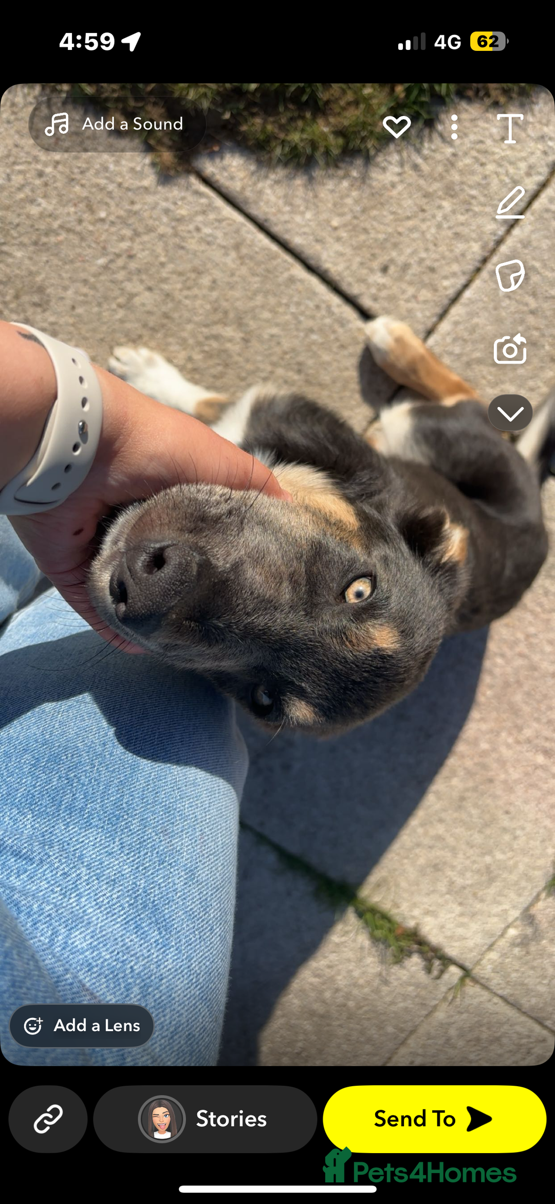 Mixed Breed dogs for sale: 9 month old blue gsd x collie  - Image 6
