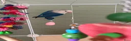 Lovebirds birds for sale: Lovebird bonded pair and a solo for rehome - Advert 5