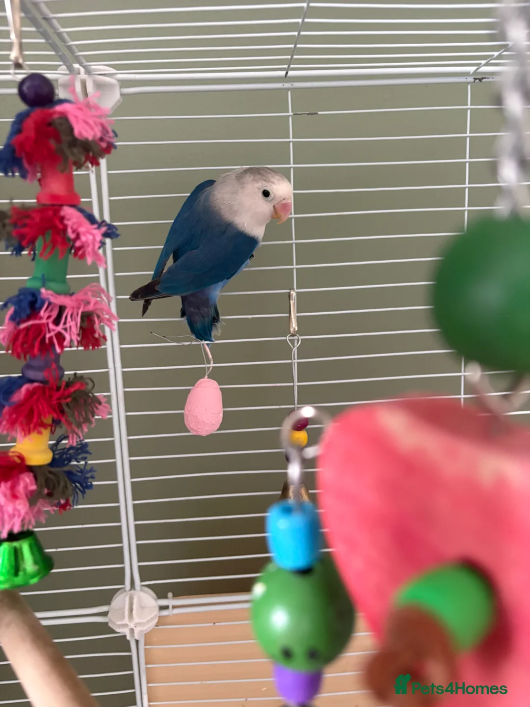Lovebirds birds for sale: Lovebird bonded pair and a solo for rehome - Advert 5