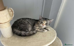 Persian cats for sale: 2 loving Persian Kittens for sale  - Image 28