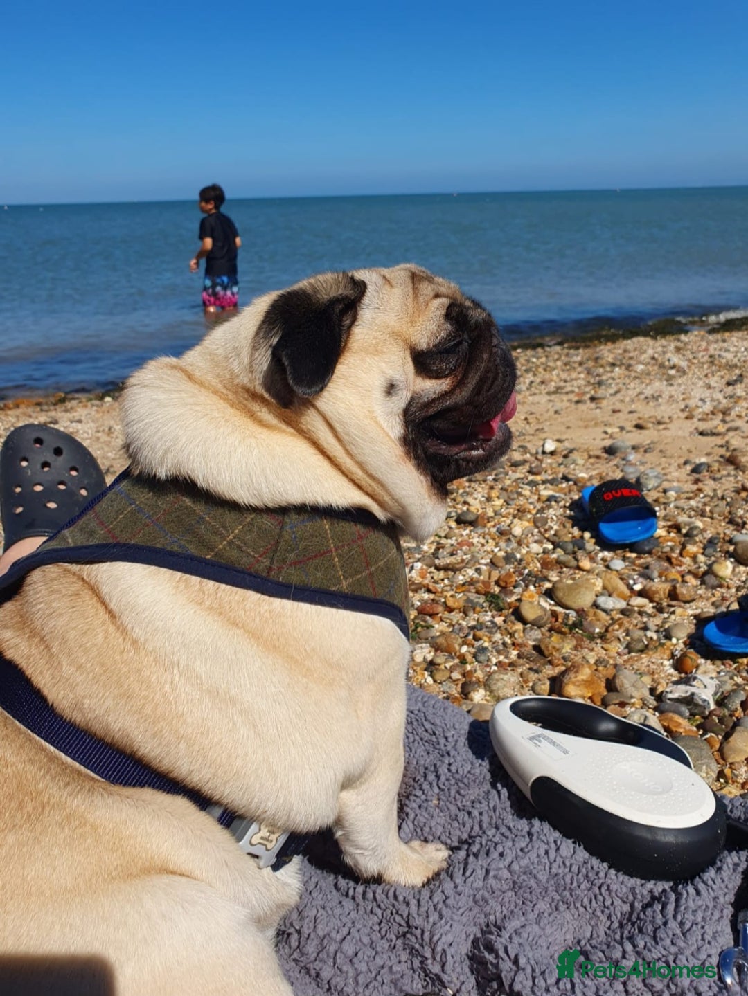 Pug dogs for sale: Pug - Tyrone - Advert 1