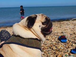 Pug dogs Pug - Tyrone - Advert 4