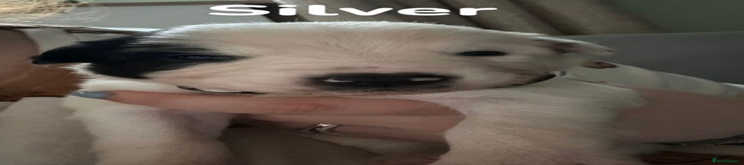 Border Collie Puppy 3