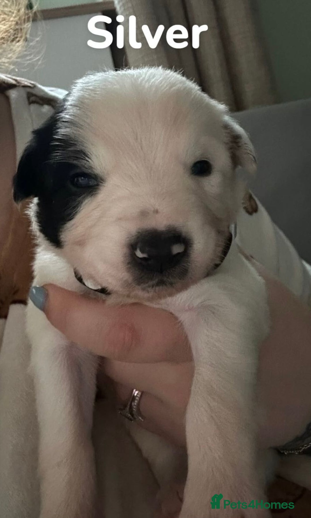 Border Collie dogs for sale: 10 beautiful chunky Border Collies - Image 4