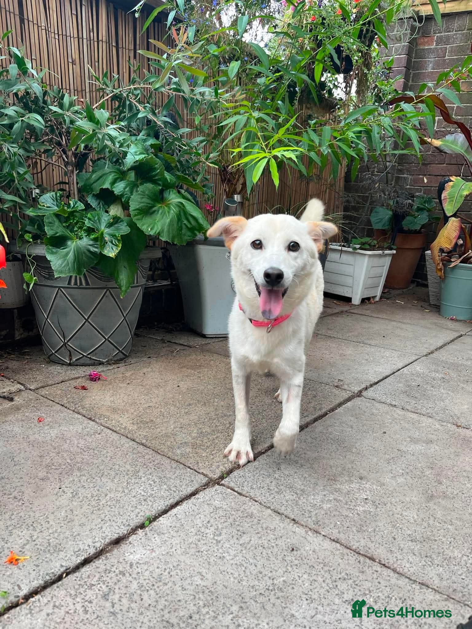 Mixed Breed dogs Lora needs a loving home  - Advert 2