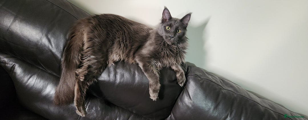 Maine Coon cats for sale: Pure maine coon kittens - Advert 10