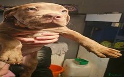 Mastiff dogs for sale: Mastiff Hybrids  - Image 25