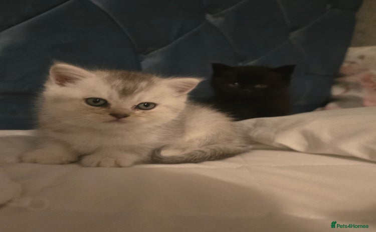British Shorthair cats - Advert 17