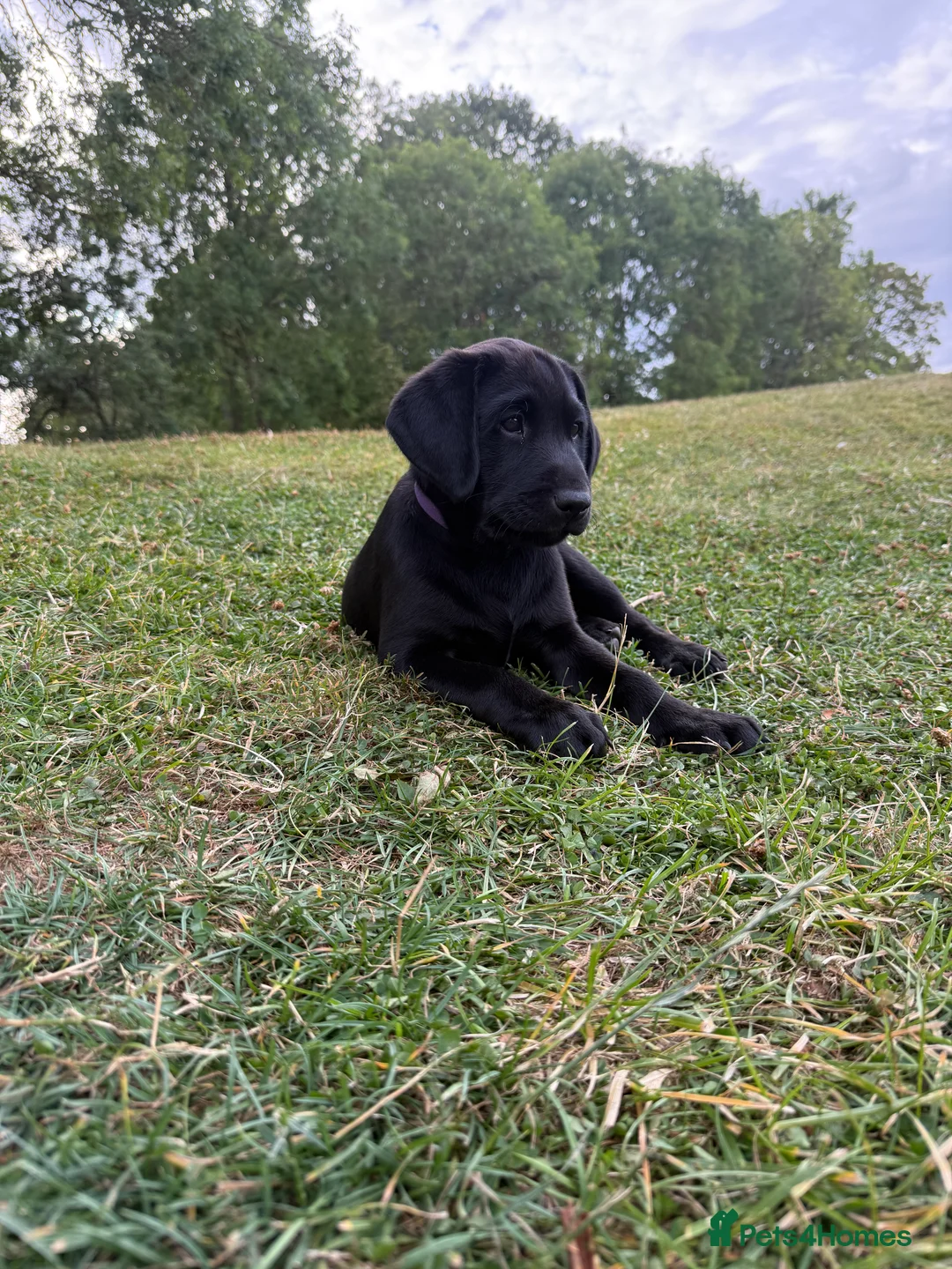 Labrador Retriever dogs for sale: Stunning Labrador Puppies  in Warminster - Advert 1