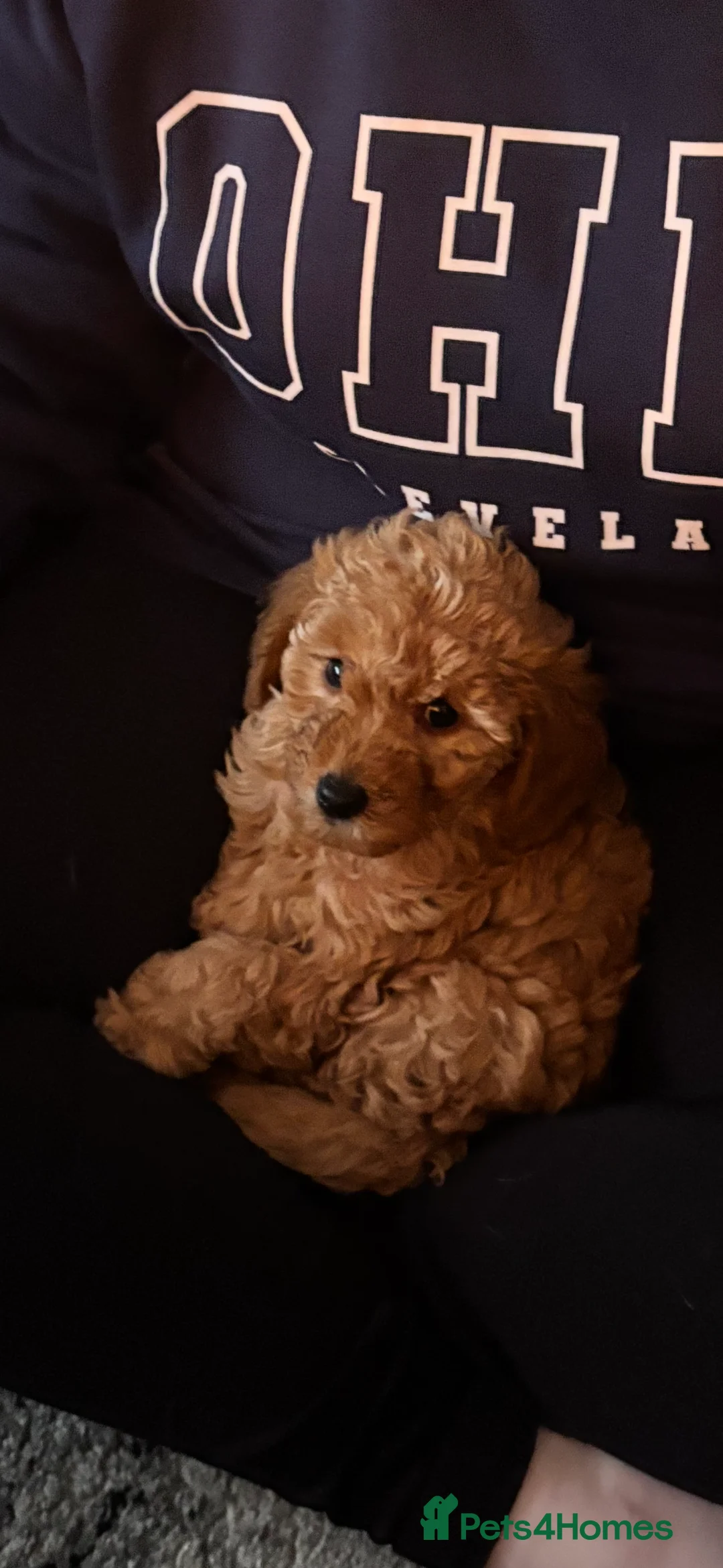 Jackapoo dogs for sale: Jackapoo puppy - Advert 1