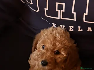 Jackapoo dogs Jackapoo puppy in Kettering - Advert 1