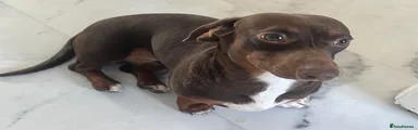 Miniature Dachshund 1