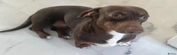 Miniature Dachshund dogs for sale: Marley - miniature dachshund  in Bedford - Advert 3