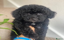 Maltipoo dogs for sale: 🐾Beautiful Maltipoo Girl HEALTH CHECKED🐾 - Image 1