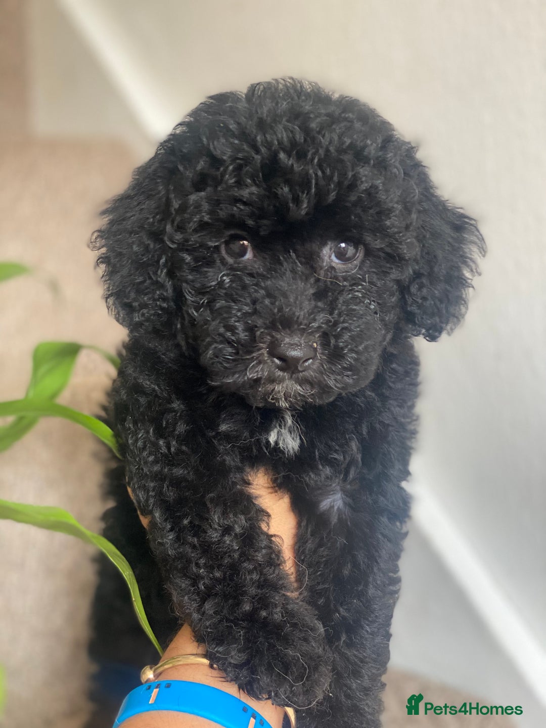 Maltipoo dogs for sale: 🐾Beautiful Maltipoo Girl HEALTH CHECKED🐾 - Image 1
